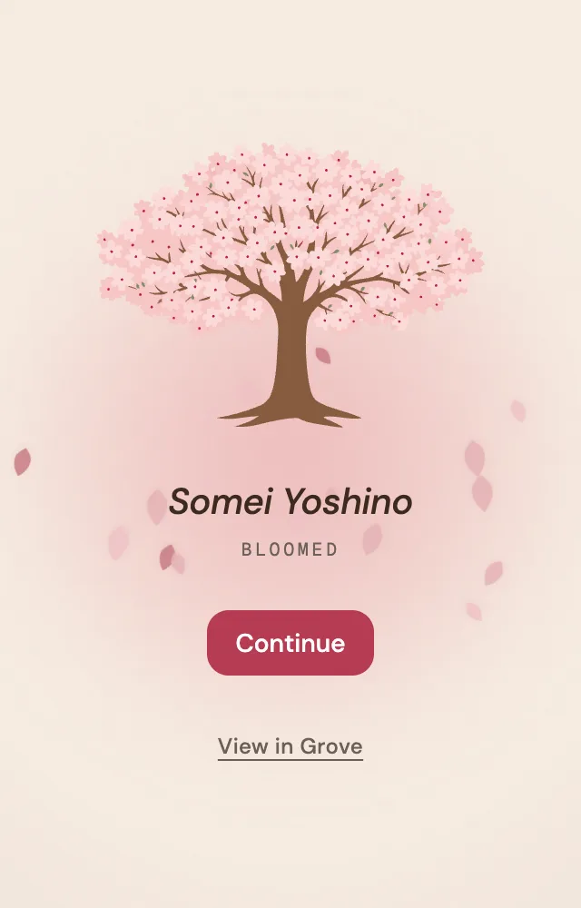 A fully bloomed Somei Yoshino cherry tree, the reward for a completed focus session